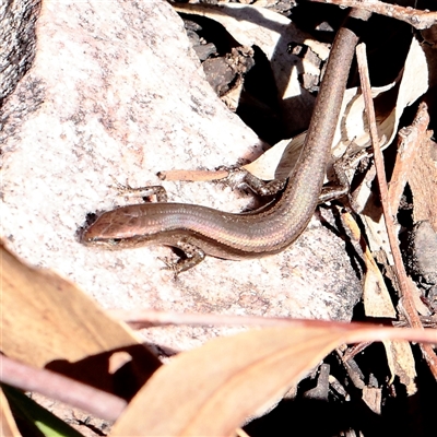 Lampropholis delicata (Delicate Skink) at Acton, ACT - 17 Sep 2025 by ConBoekel