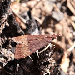 Uresiphita ornithopteralis (Tree Lucerne Moth) at Acton, ACT - 17 Sep 2025 by ConBoekel