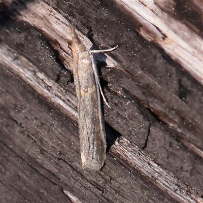 Etiella behrii (Lucerne Seed Web Moth) at Acton, ACT - 17 Sep 2025 by ConBoekel
