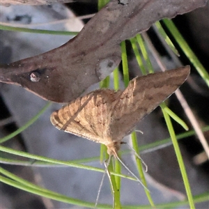 Scopula rubraria (Reddish Wave, Plantain Moth) at Acton, ACT - 17 Sep 2025 by ConBoekel