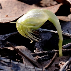 Pterostylis nutans (Nodding Greenhood) at Acton, ACT - 17 Sep 2025 by ConBoekel