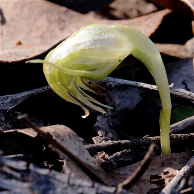 Pterostylis nutans (Nodding Greenhood) at Acton, ACT - 17 Sep 2025 by ConBoekel
