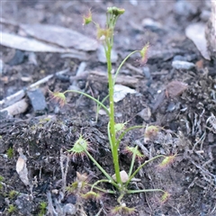 Drosera (genus) (A Sundew) at Acton, ACT - 17 Sep 2025 by ConBoekel