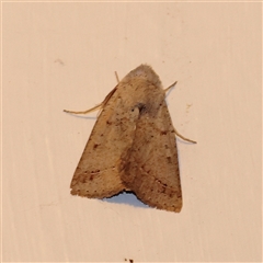 Pantydia (genus) (An Erebid moth) at Turner, ACT - 18 Sep 2025 by ConBoekel