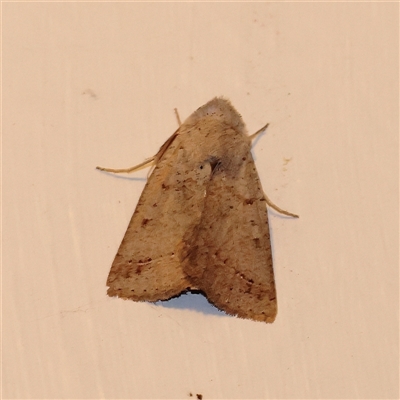 Pantydia (genus) (An Erebid moth) at Turner, ACT - 18 Sep 2025 by ConBoekel
