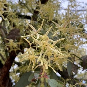 Clematis leptophylla (Small-leaf Clematis, Old Man's Beard) at Watson, ACT - 21 Sep 2025 by rhyshardy