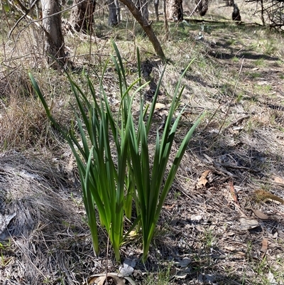 Narcissus tazetta at Watson, ACT - 21 Sep 2025 by rhyshardy