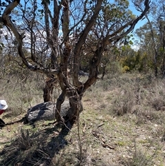 Pyrus calleryana at Watson, ACT - 21 Sep 2025 by rhyshardy