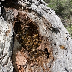 Apis mellifera (European honey bee) at Watson, ACT - 21 Sep 2025 by rhyshardy