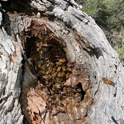 Apis mellifera (European honey bee) at Watson, ACT - 21 Sep 2025 by rhyshardy