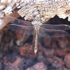 Anax papuensis (Australian Emperor) at Watson, ACT - 20 Sep 2025 by rhyshardy