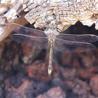 Anax papuensis (Australian Emperor) at Watson, ACT - 20 Sep 2025 by rhyshardy
