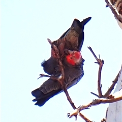 Callocephalon fimbriatum (identifiable birds) (Gang-gang Cockatoo (named birds)) at Cook, ACT - 17 Sep 2025 by CathB