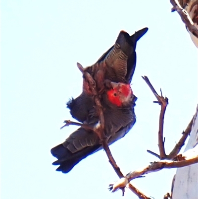 Callocephalon fimbriatum (identifiable birds) (Gang-gang Cockatoo (named birds)) at Cook, ACT - 17 Sep 2025 by CathB