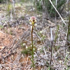 Stackhousia monogyna (Creamy Candles) at Watson, ACT - 21 Sep 2025 by rhyshardy