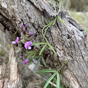 Glycine clandestina (Twining Glycine) at Watson, ACT - 21 Sep 2025 by rhyshardy