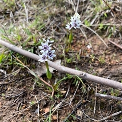 Wurmbea dioica subsp. dioica (Early Nancy) at Watson, ACT - 21 Sep 2025 by rhyshardy