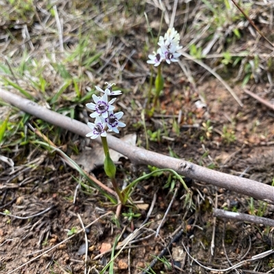 Wurmbea dioica subsp. dioica (Early Nancy) at Watson, ACT - 21 Sep 2025 by rhyshardy
