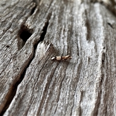 Monopis icterogastra (Wool Moth) at Watson, ACT - 21 Sep 2025 by rhyshardy