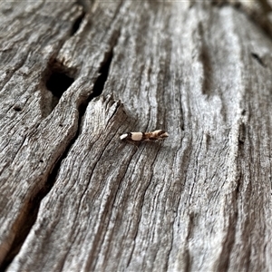 Monopis icterogastra (Wool Moth) at Watson, ACT - 21 Sep 2025 by rhyshardy