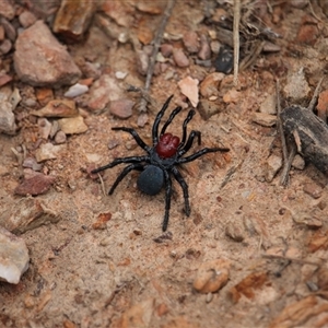 Missulena occatoria (Red-headed Mouse Spider) at Bywong, NSW - 21 Sep 2025 by mroseby