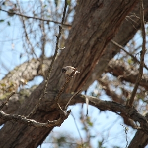 Daphoenositta chrysoptera (Varied Sittella) at Bywong, NSW - 21 Sep 2025 by mroseby