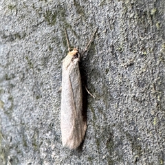 Philobota xiphostola (A Concealer moth (Philibota group) at Kalorama, VIC - 21 Sep 2025 by Hejor1