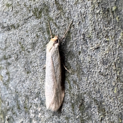 Philobota xiphostola (A Concealer moth (Philibota group) at Kalorama, VIC - 21 Sep 2025 by Hejor1