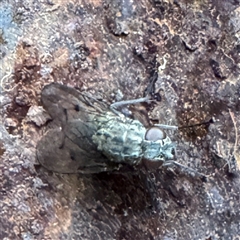 Muscidae (family) at Kalorama, VIC - 21 Sep 2025 by Hejor1
