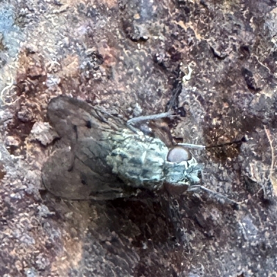 Muscidae (family) at Kalorama, VIC - 21 Sep 2025 by Hejor1