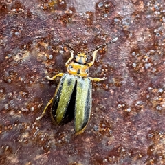 Xanthogaleruca luteola (Elm leaf beetle) at Kalorama, VIC - 21 Sep 2025 by Hejor1