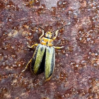 Xanthogaleruca luteola (Elm leaf beetle) at Kalorama, VIC - 21 Sep 2025 by Hejor1