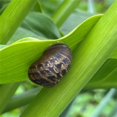 Cornu aspersum (Common Garden Snail) at Kalorama, VIC - 21 Sep 2025 by Hejor1