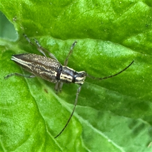 Temnosternus planiusculus (Longhorn beetle) at Kalorama, VIC - 21 Sep 2025 by Hejor1