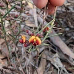 Daviesia genistifolia (Broom Bitter Pea) at Wamboin, NSW - 21 Sep 2025 by mroseby