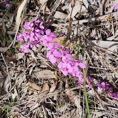 Tetratheca bauerifolia (Heath Pink-bells) at Gundaroo, NSW - 19 Sep 2025 by Gunyijan
