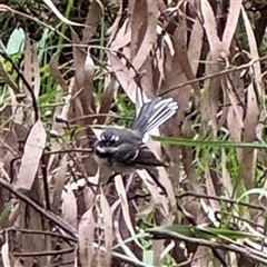 Rhipidura albiscapa (Grey Fantail) at Olinda, VIC - 21 Sep 2025 by Hejor1