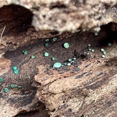Chlorociboria species (Green Stain Elf Cups) at Watson, ACT - 21 Sep 2025 by Lisa.Jok
