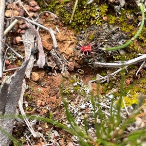 Trombidiidae (family) (Red velvet mite) at Watson, ACT - 21 Sep 2025 by Lisa.Jok