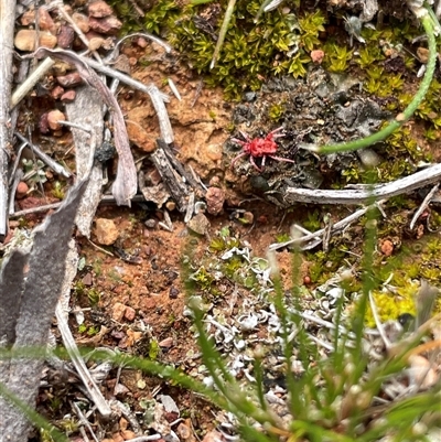 Trombidiidae (family) (Red velvet mite) at Watson, ACT - 21 Sep 2025 by Lisa.Jok