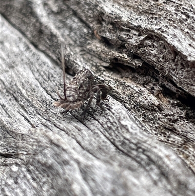 Fulgoroidea (superfamily) (Unidentified fulgoroid planthopper) at Watson, ACT - 21 Sep 2025 by Lisa.Jok