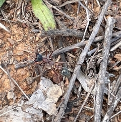 Myrmecia nigriceps (Black-headed bull ant) at Watson, ACT - 21 Sep 2025 by Lisa.Jok