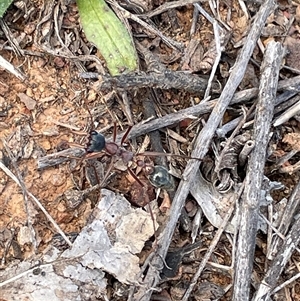 Myrmecia nigriceps (Black-headed bull ant) at Watson, ACT - 21 Sep 2025 by Lisa.Jok