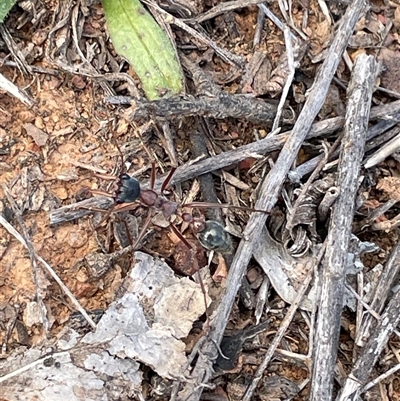 Myrmecia nigriceps (Black-headed bull ant) at Watson, ACT - 21 Sep 2025 by Lisa.Jok