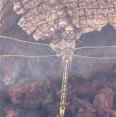 Anax papuensis (Australian Emperor) at Watson, ACT - 21 Sep 2025 by Lisa.Jok