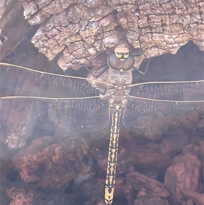 Anax papuensis (Australian Emperor) at Watson, ACT - 21 Sep 2025 by Lisa.Jok