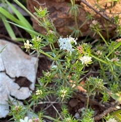 Asperula conferta (Common Woodruff) at Watson, ACT - 21 Sep 2025 by Lisa.Jok