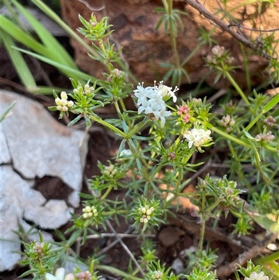 Asperula conferta (Common Woodruff) at Watson, ACT - 21 Sep 2025 by Lisa.Jok