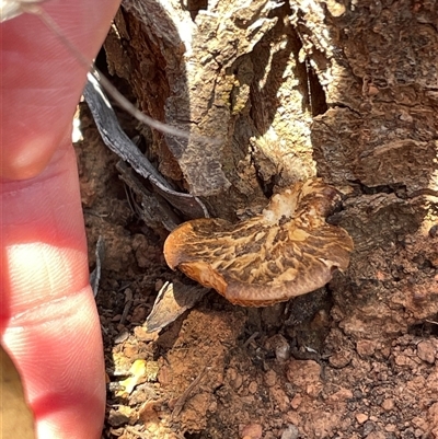 Unverified Cap on a stem; pores below cap [boletes & stemmed polypores] at Watson, ACT - 21 Sep 2025 by Lisa.Jok
