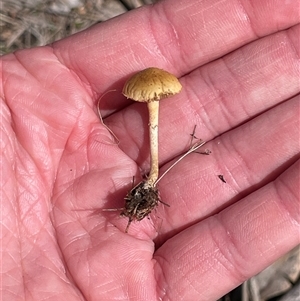 Unverified Cap on a stem; gills below cap [mushrooms or mushroom-like] at Watson, ACT - 21 Sep 2025 by Lisa.Jok